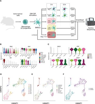 scDual-Seq of Toxoplasma gondii-infected mouse BMDCs reveals heterogeneity and differential infection dynamics